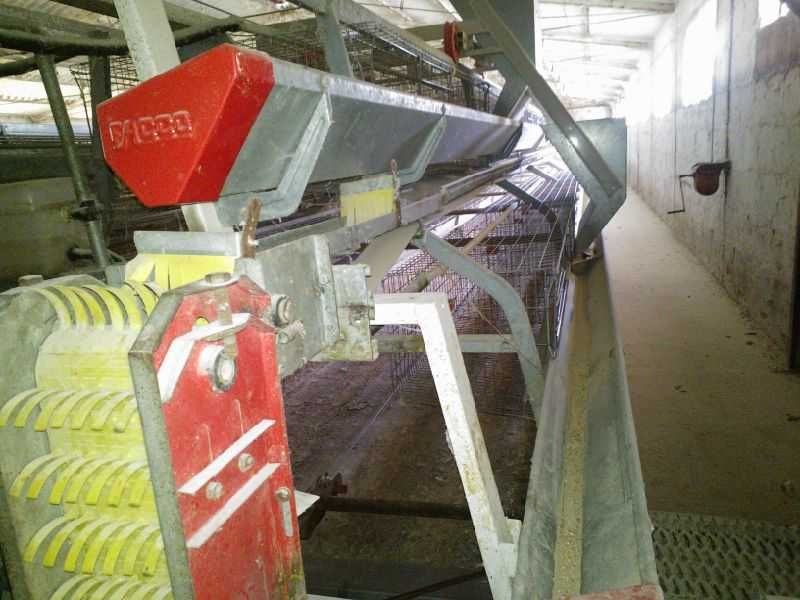 Chicken Egg laying plant Automatic