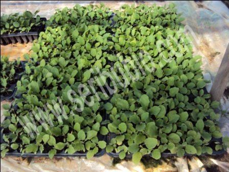 Peat-Moss &amp; Seeds Starters