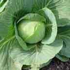 Cabbages