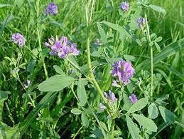 Alfalfa extract