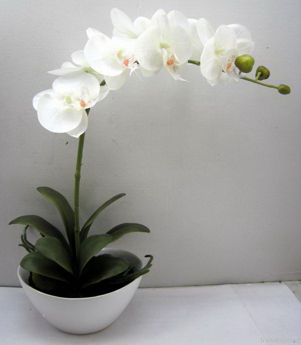 silk phalaenopsis