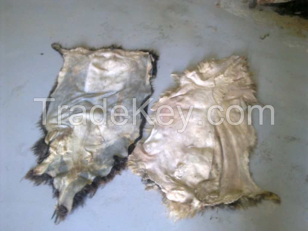 WET SALTED CATTLE HIDES