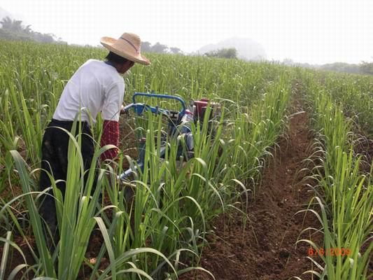 Sugarcane cultivator