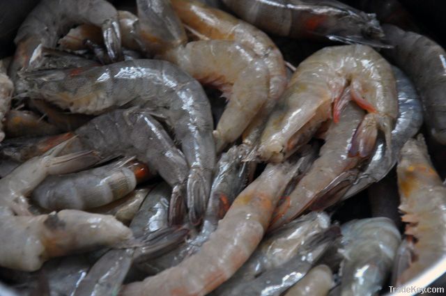 Fresh Shrimps