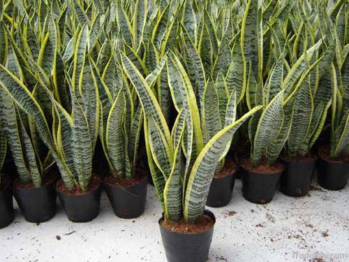 Sansevieria