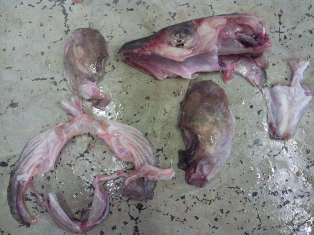 Mesa 900 Tongue and cheek machine