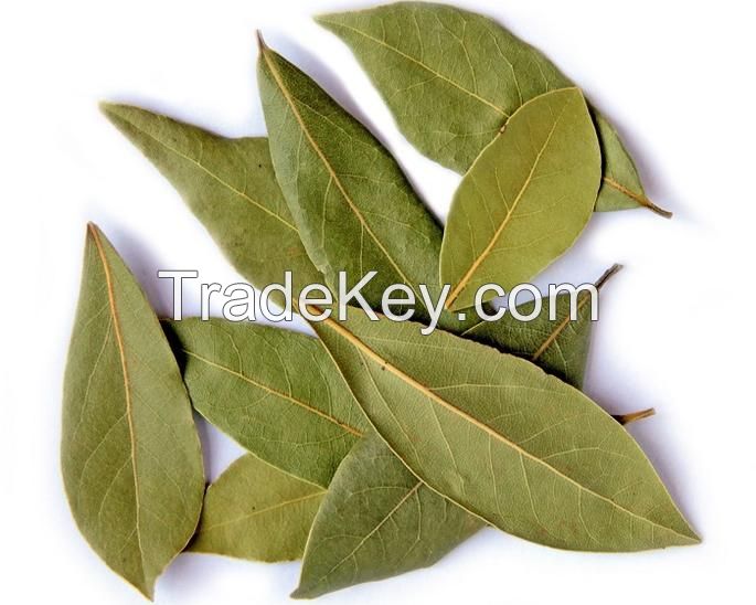 Olive Leaf