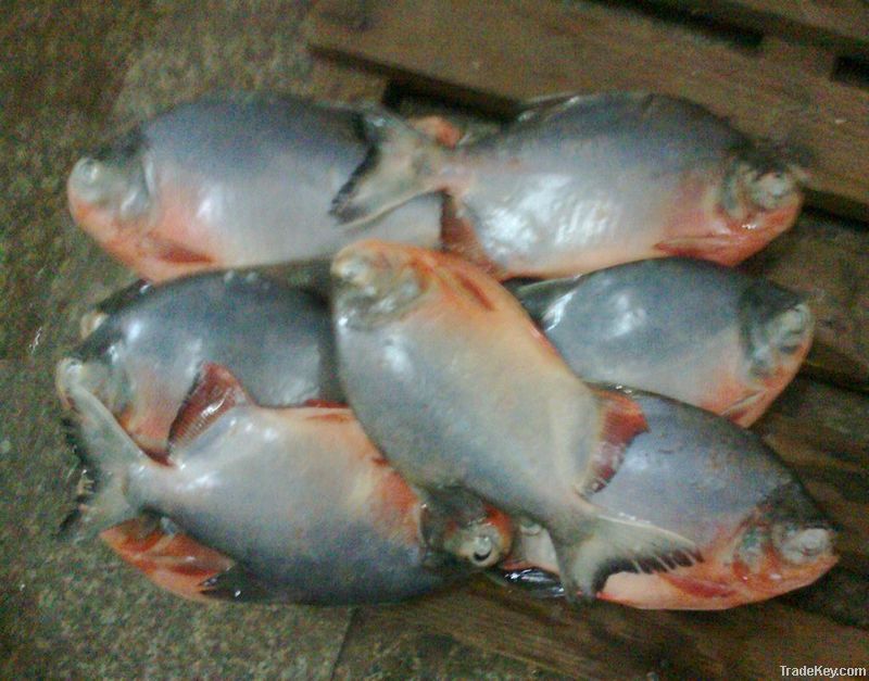 Frozen W-R Red Pomfret