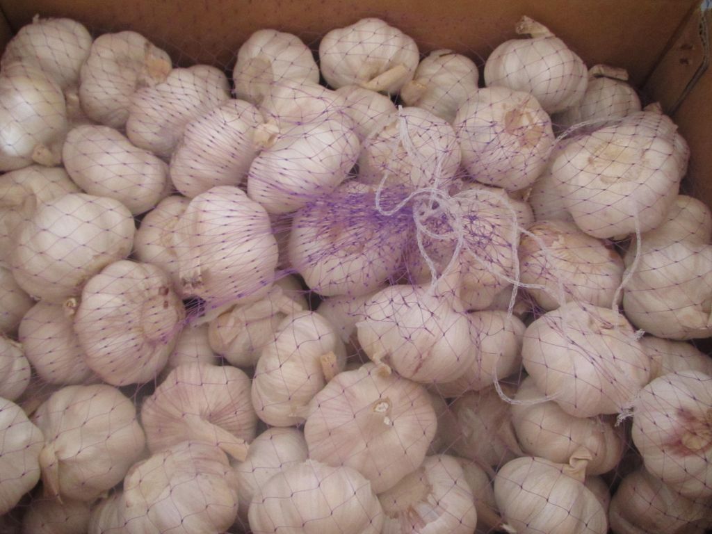 Fresh garlic