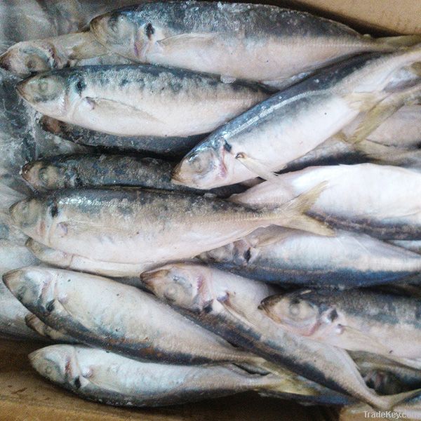 Frozen Horse Mackerel Fish 8-10 pcs/kg