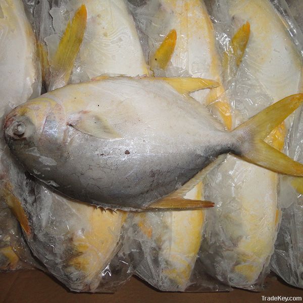 Frozen Golden Pomfret Fish