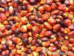 Palm oil