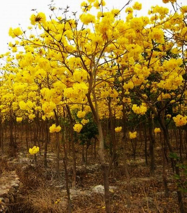 Tabebuia chrysantha