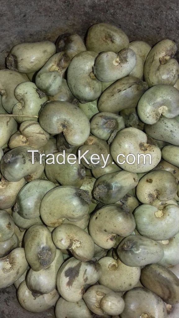 Burkina Faso Origin Raw Cashew Nuts 2019 New Crop