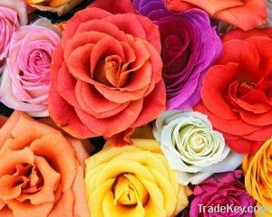 Fragrant Roses