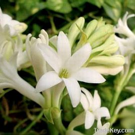 Tuberose Flowers