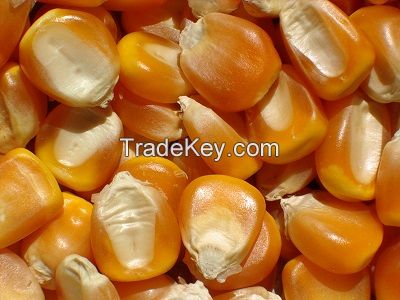 Yellow Corn