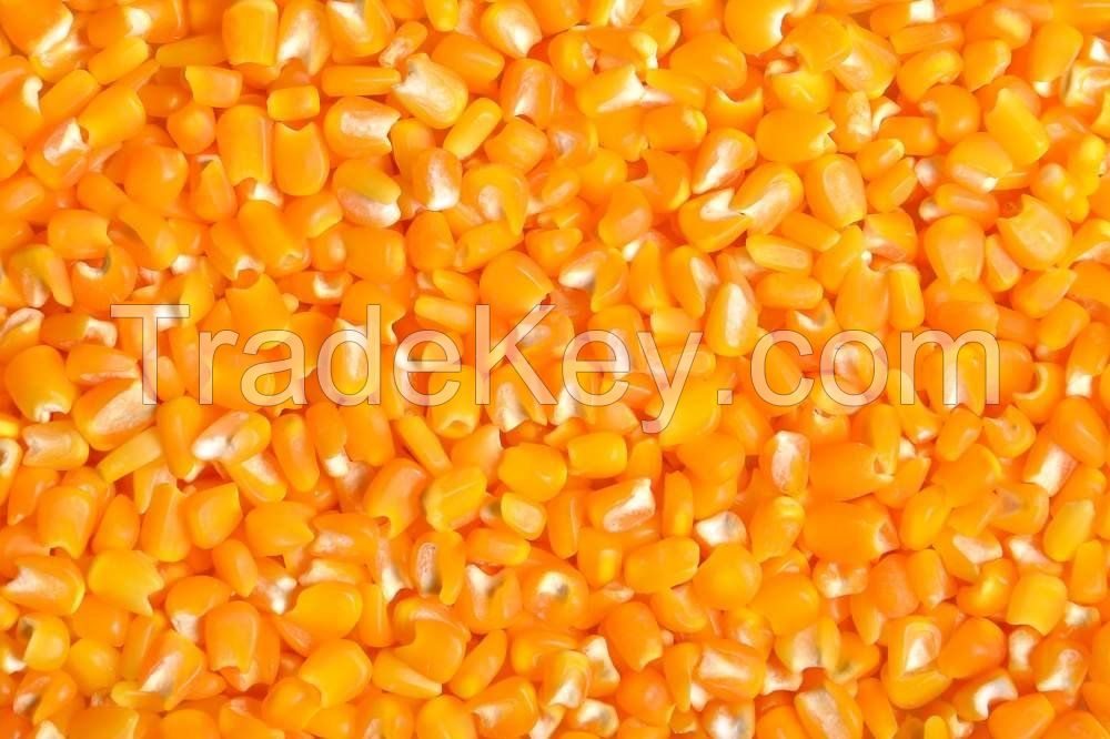 Yellow Hominy