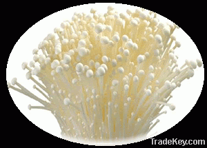 enoki