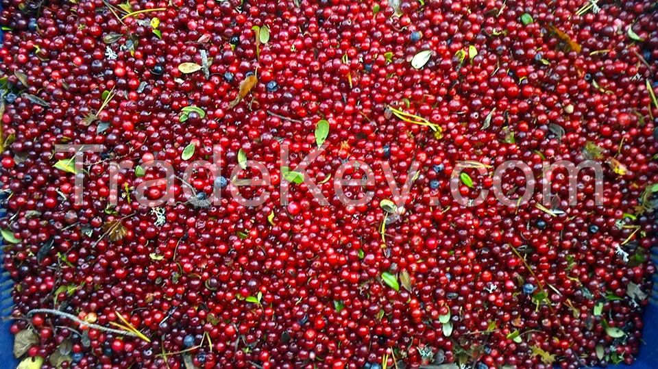 blueberries, lingon