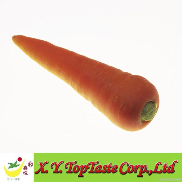 Fresh Carrot