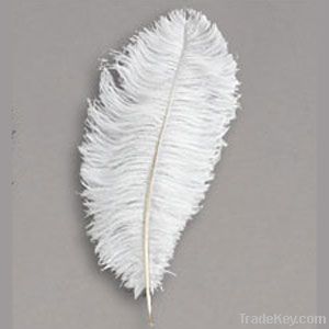 Real Ostrich Feather