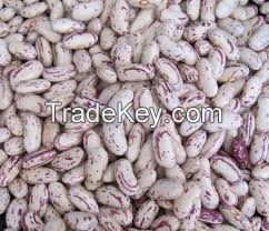 White kidney beans 