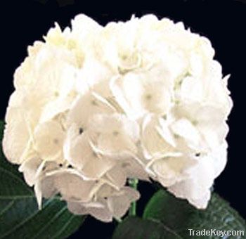 White hydrangea