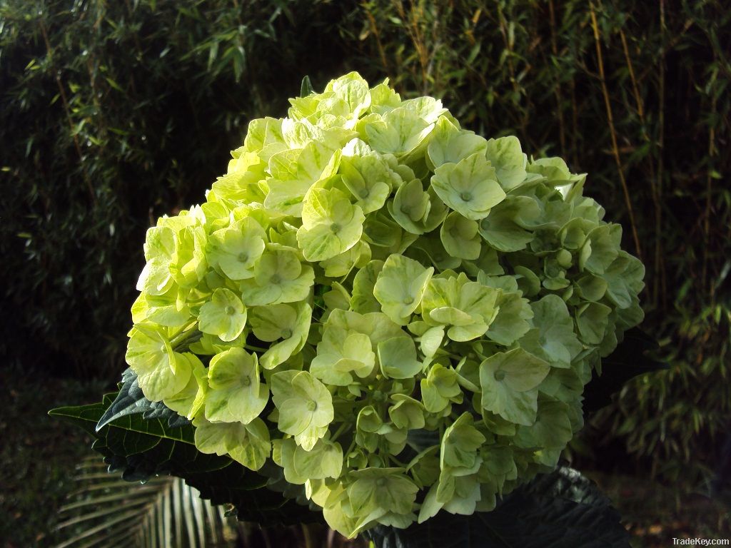 Green Native Hydrangea