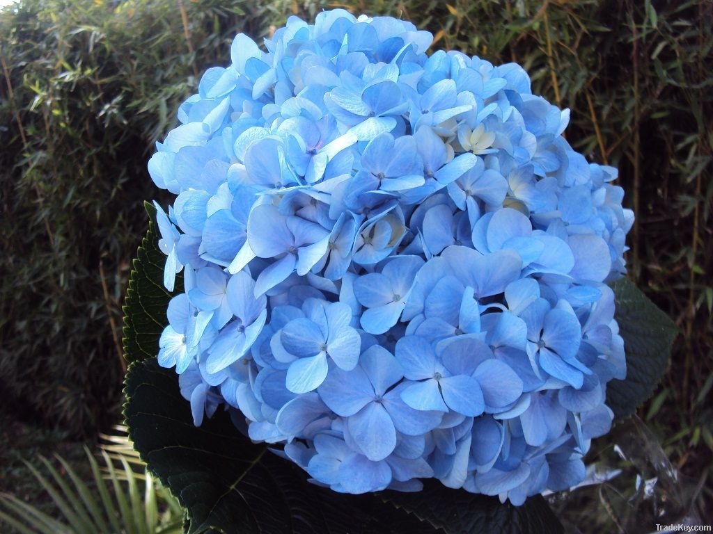 Jumbo hydrangeas