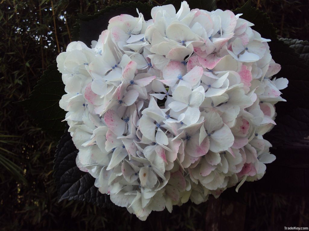 Jumbo hydrangeas