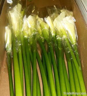 Open cut White Callas