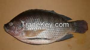 Snail meat, snail shell, snail slime, tilapia, catfish shrimp