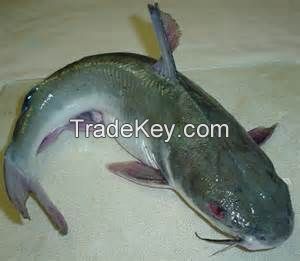 Snail meat, snail shell, snail slime, tilapia, catfish shrimp