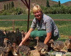 HEALTHY OSTRICH CHICKS FOR SALE