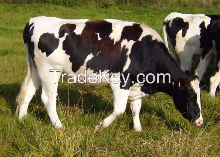 Highly Pregnant Dutch Holstein Heifers cows/Holstein heifers / Friesian cattle