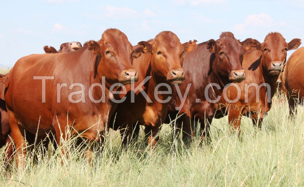  Live Bonsmara Bull/Livestock, Cattle - Bonsmara, Brahman