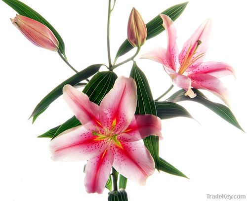 ORIENTAL LILLIUMS