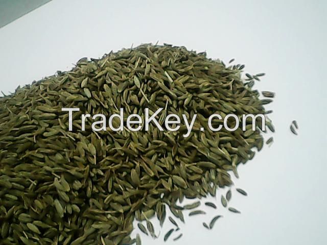 CUMIN SEED