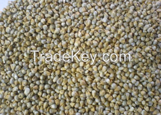 GREEN MILLET