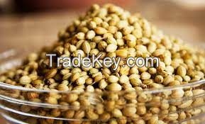 CORIANDER SEED