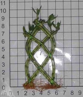 Chinese Knot Lucky bamboo