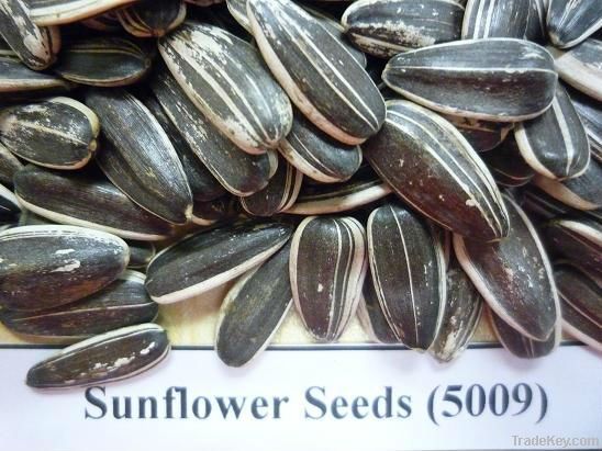 black , white, for oil Sunflower seeds