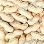 hot sale  in shell Peanut