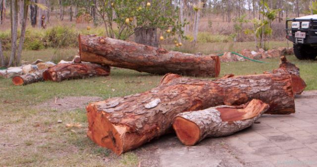 Red cedar Logs