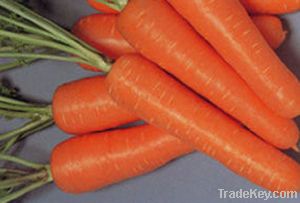 Fresh Carrots