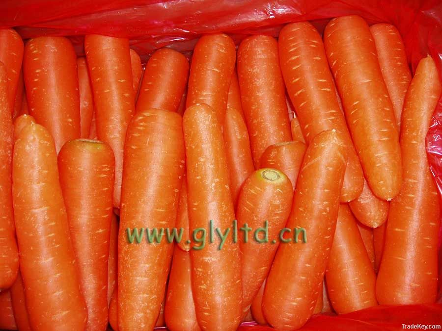 carrot