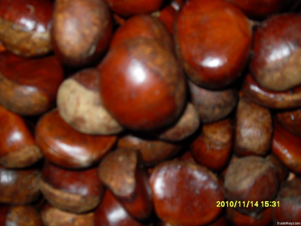 chestnut