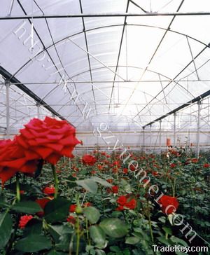 Greenhouse-Polycarbonate sheet