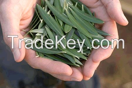 olive leaf tea